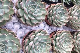57 schools with nursing programs in massachusetts are in our database (see below). The 3 Best Plant Nurseries In Cambridge