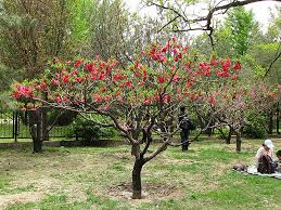 The peppermint flowering peach tree is a beautiful tree with bright, double blooms. Elegant Flowering Peach Tree Images Top Collection Of Different Types Of Flowers In The Images Hd