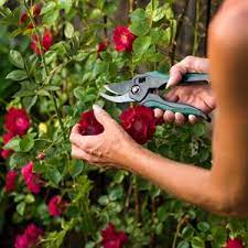 Jp Summer Care Advice Pruning Roses Planting Flowers Epsom Salt Garden