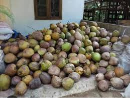 Whole Coconut