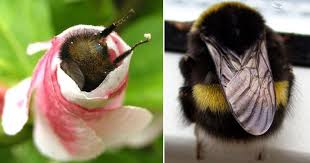Welcome to bumble bee watch! The World S Greatest Collection Of Bumblebee Butts