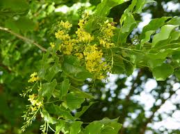 Image result for Pterocarpus