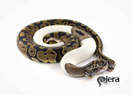 Normal And Pied Ball Pythons Ball Python Ball Python Colors Reptiles