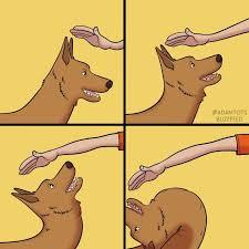 19 Things Any Dog Lover Has Done Funny Relatable Memes Funny Animal Memes Dog Comics