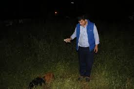 Adana Da Sokak Kopekleri Keci Surusune Saldirdi