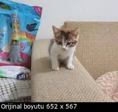 Eve Yavru Kedi Almak Istiyorum