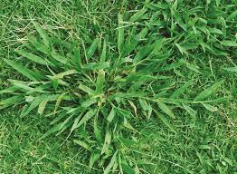 Although it grows best in moist environments. Https Www Environmentalscience Bayer Us Media Prfunitedstates Documents Resource Library White Paper Crabgrass And Goosegrass Lawn Cool Season Solutions Ashx