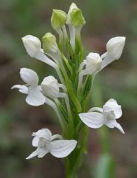 Image result for Habenaria macrura