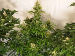 There are currently over 750 known marijuana strains, and the list continues to grow. Which Strain Breeders Can I Trust Grow Weed Easy