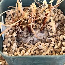 Image result for Eriospermum mackenii