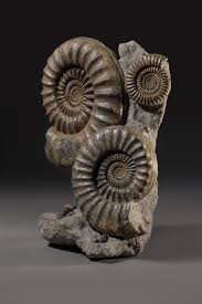 Download and streaming ammonite (2020) biography, drama, romance | 2h director: A Group Of Three Ammonites Ammonite Fossils Fibonacci Spiral