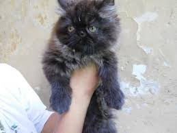 Gambar kucing kartun lucu dan imut. Terjual Kucing Persia Kitten 2 Bulan Warna Langkah Lucu Imut Kaskus