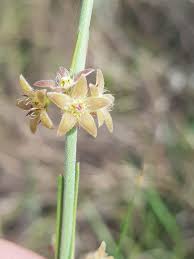 Image result for Aspidoglossum biflorum