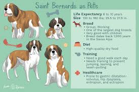 saint bernard full profile history and care