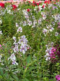 Image result for Angelonia