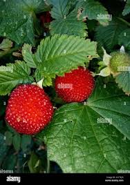 Image result for Rubus rosifolius