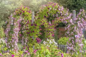 D'autant plus que contrairement aux rosiers plantés en pleine terre, les racines des rosiers en pots ne peuvent pas. Rosier Grimpant 15 Infos A Connaitre Pour Bien Le Cultiver