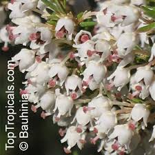 Image result for Erica arborea