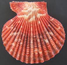 Image result for Cleistochlamys