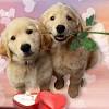 Puppy luv animal rescue's adoption process. 1