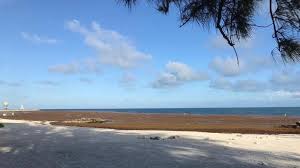 Key west florida keys southern most island. Omg Does Key West Really Stink All The Time Or Everything You Need To Know About Sargassum Key West Island News