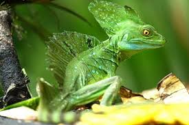 Emerald Basilisk Costa Rica Cute Reptiles Reptiles And Amphibians Lizard