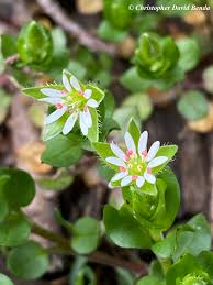 Image result for Stellaria