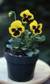 There's nothing like seeing the first flowers of spring to raise your spirits after a long, dark winter. In The Garden Advice Plantings Bulbs Spring Flowers March 2020