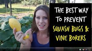 Here are some tips on how to prevent squash bugs from infesting your garden: Best Way To Prevent Squash Vine Borers And Squash Bugs Youtube