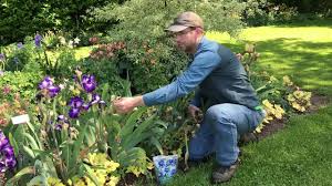 They should be planted in groups about 4 deep with the pointed end of the bulb facing upwards. How To Care For Iris Post Bloom Season Youtube