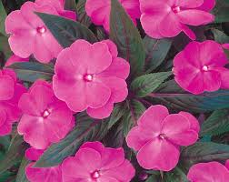 Image result for Impatiens cecilii