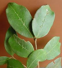 Image result for Chionanthus foveolatus