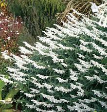 Both the stems and leaves are coated in downy hairs and this adds to the texture and interest of the plant. Mexican Bush Sage White Velour Salvia Leucantha White Gardens Backyard Plants Garden Greenhouse