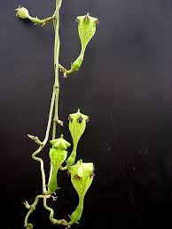 Image result for Ceropegia chlorantha