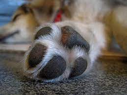 Check spelling or type a new query. 5 Must Know Tips For Taking Care Of Your Dog S Paws