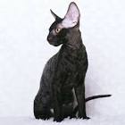 Devon Rex and Cornish Rex Cats - Pawversity