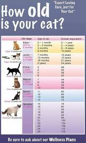 When is a flabby belly not a flabby belly? Pin By Ana Aguayo On Stuff Cool Ideas Cat Ages Cat Years Crazy Cats
