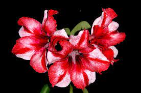 Pin On Adenium Desert Rose