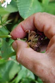 One of these early settlers was william digby. Off With Their Heads Indiana Yard And Garden Purdue Consumer Horticulturepurdue University Indiana Yard And Garden Purdue Consumer Horticulture