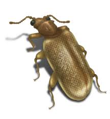 I just found a live and a dead brown/grayish bug on my bed. How To Get Rid Of Plaster Beetles Infestation Control Etc