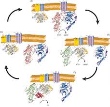 Check spelling or type a new query. G Protein An Overview Sciencedirect Topics
