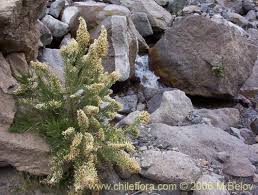 Image result for Fabiana imbricata