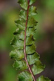Image result for Asplenium reekmansii