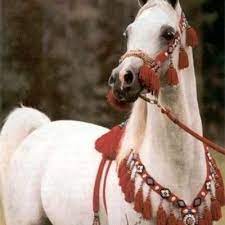 ابنة رجل عظيم (@seeeeen3) may 24, 2021. Ø±Ø¬Ù„ Ø¯ÙˆÙ„Ù‡ Dunhill1890 Twitter