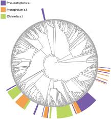 Image result for Pneumatopteris unita