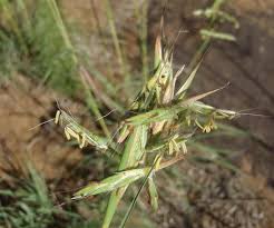 Image result for Cymbopogon pospischilii