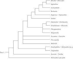 Image result for Agelanthus longipes
