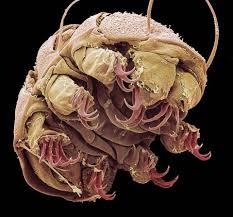 Tardigrades are the only animals that have survived into space without any protection. Tardigrade Extremophile With Superpowers