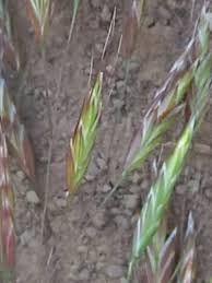 Image result for Sericostachys