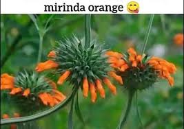 Image result for Emilia abyssinica